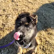 Itchy, the original sassy pup who inspired Sassy Pup Studios
